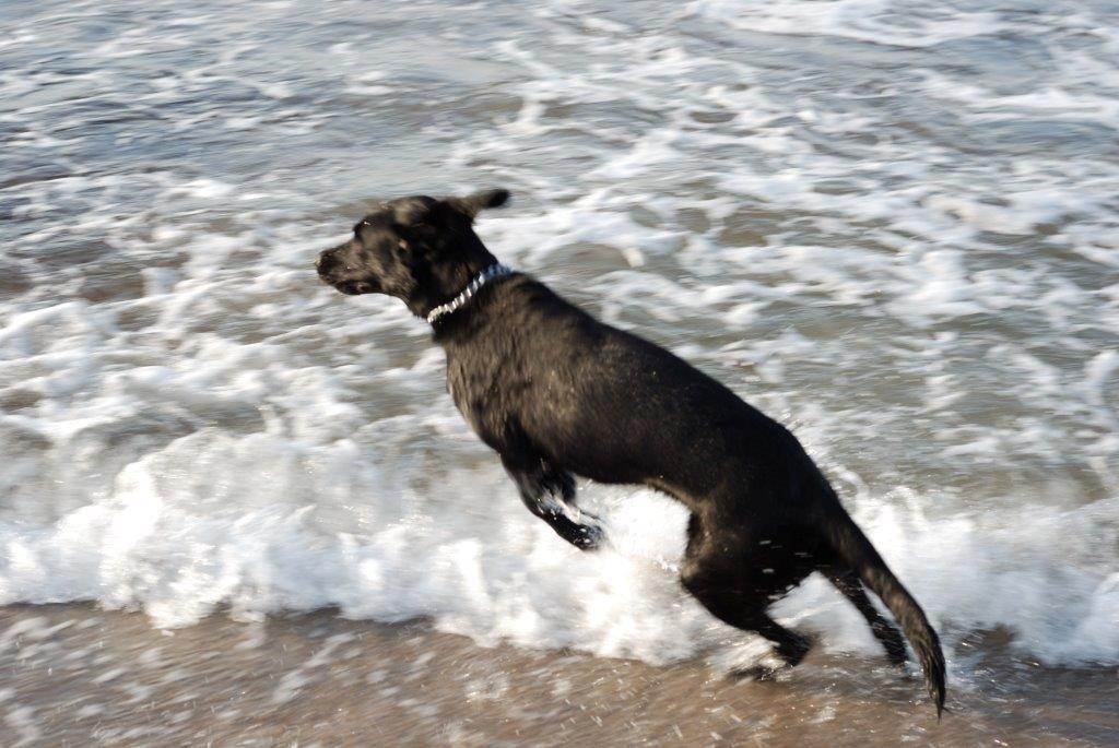 Labrador retriever Ozzy billede 5