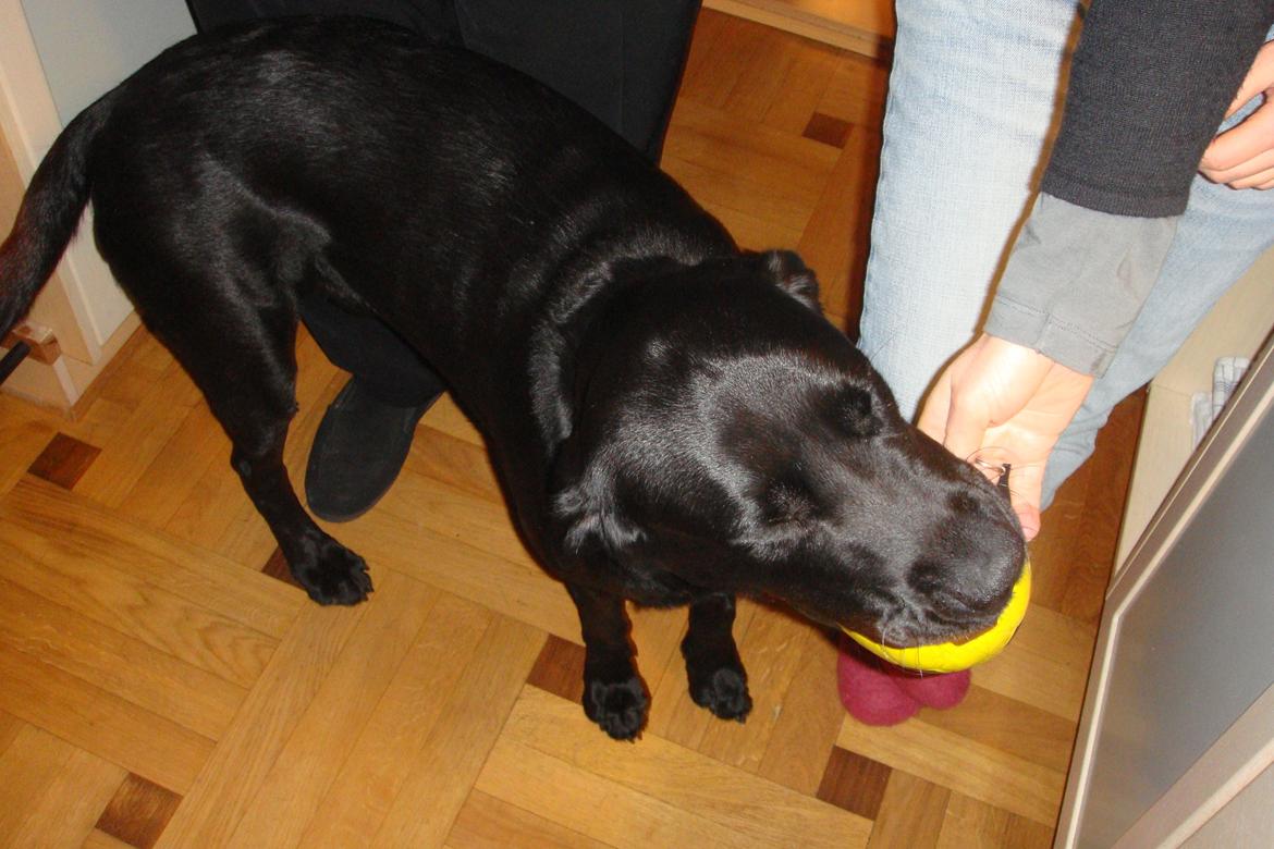 Labrador retriever Ozzy billede 4
