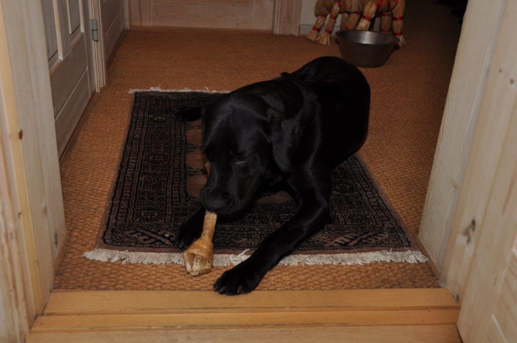 Labrador retriever Ozzy billede 10