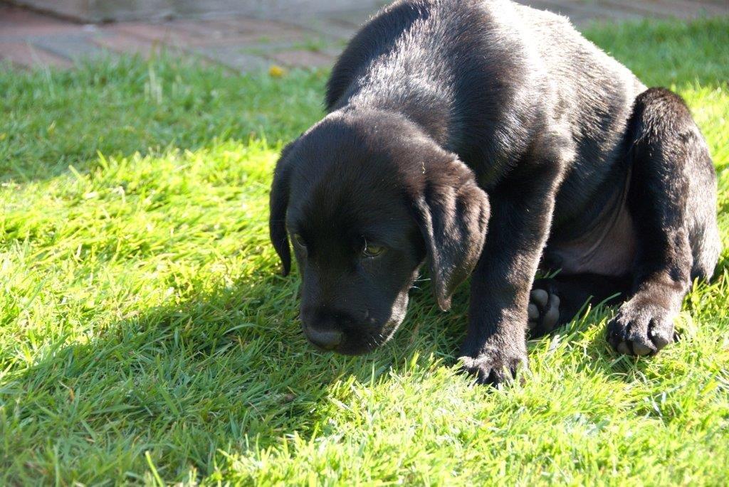 Labrador retriever Ozzy billede 3