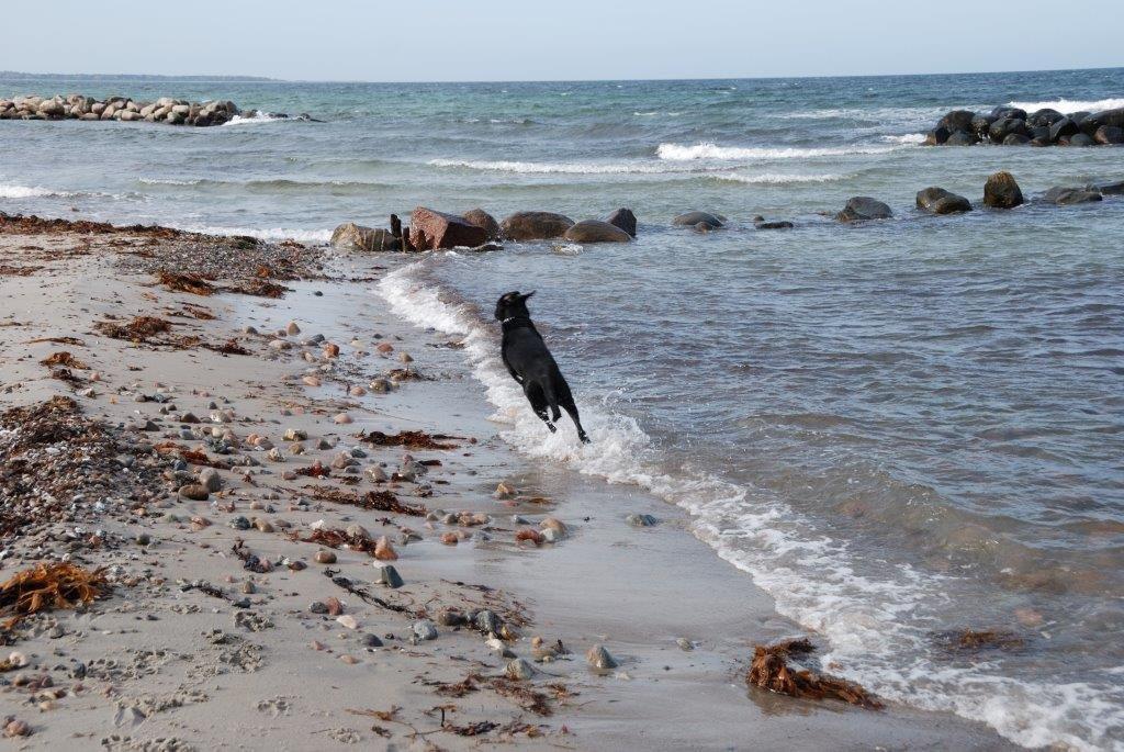 Labrador retriever Ozzy billede 13