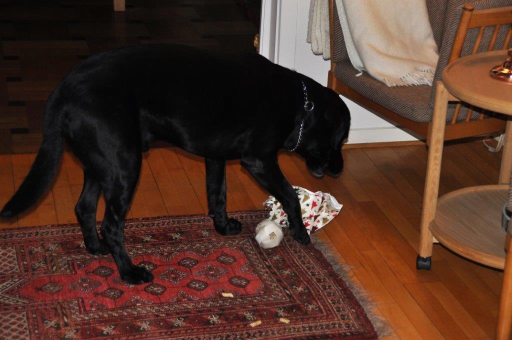 Labrador retriever Ozzy billede 17