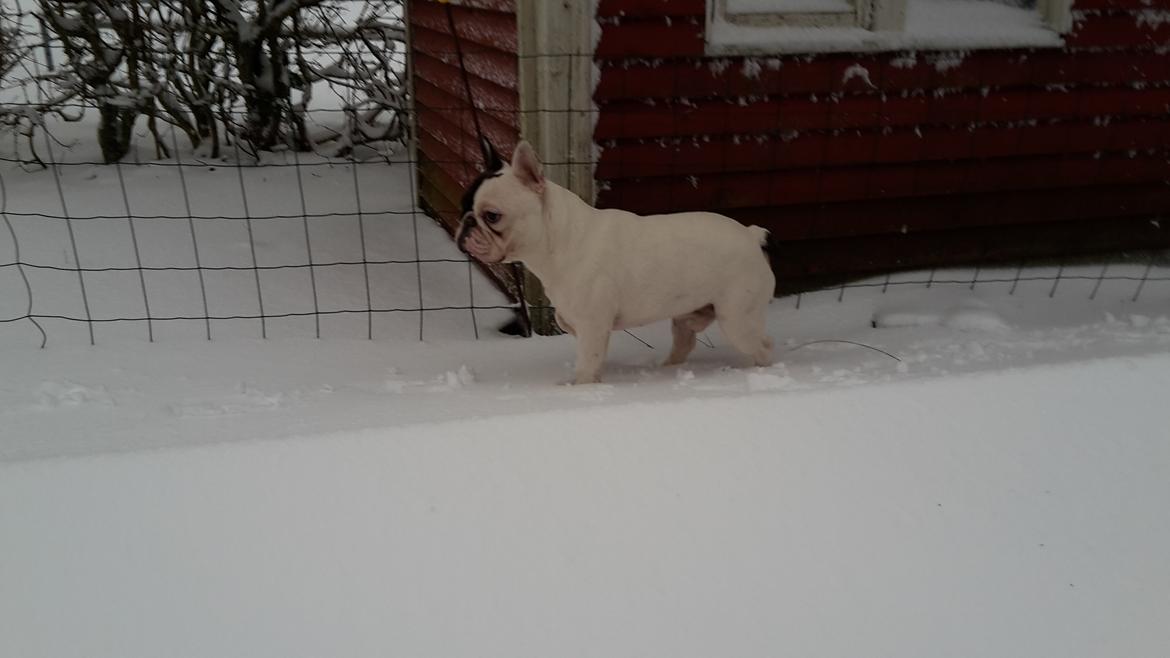 Fransk bulldog Cool Whisky. billede 7