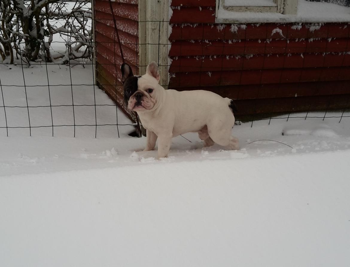 Fransk bulldog Cool Whisky. billede 8