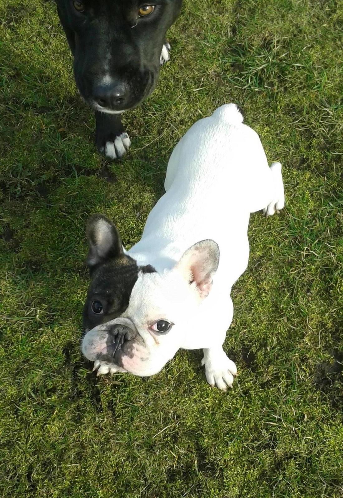 Fransk bulldog Cool Whisky. billede 15