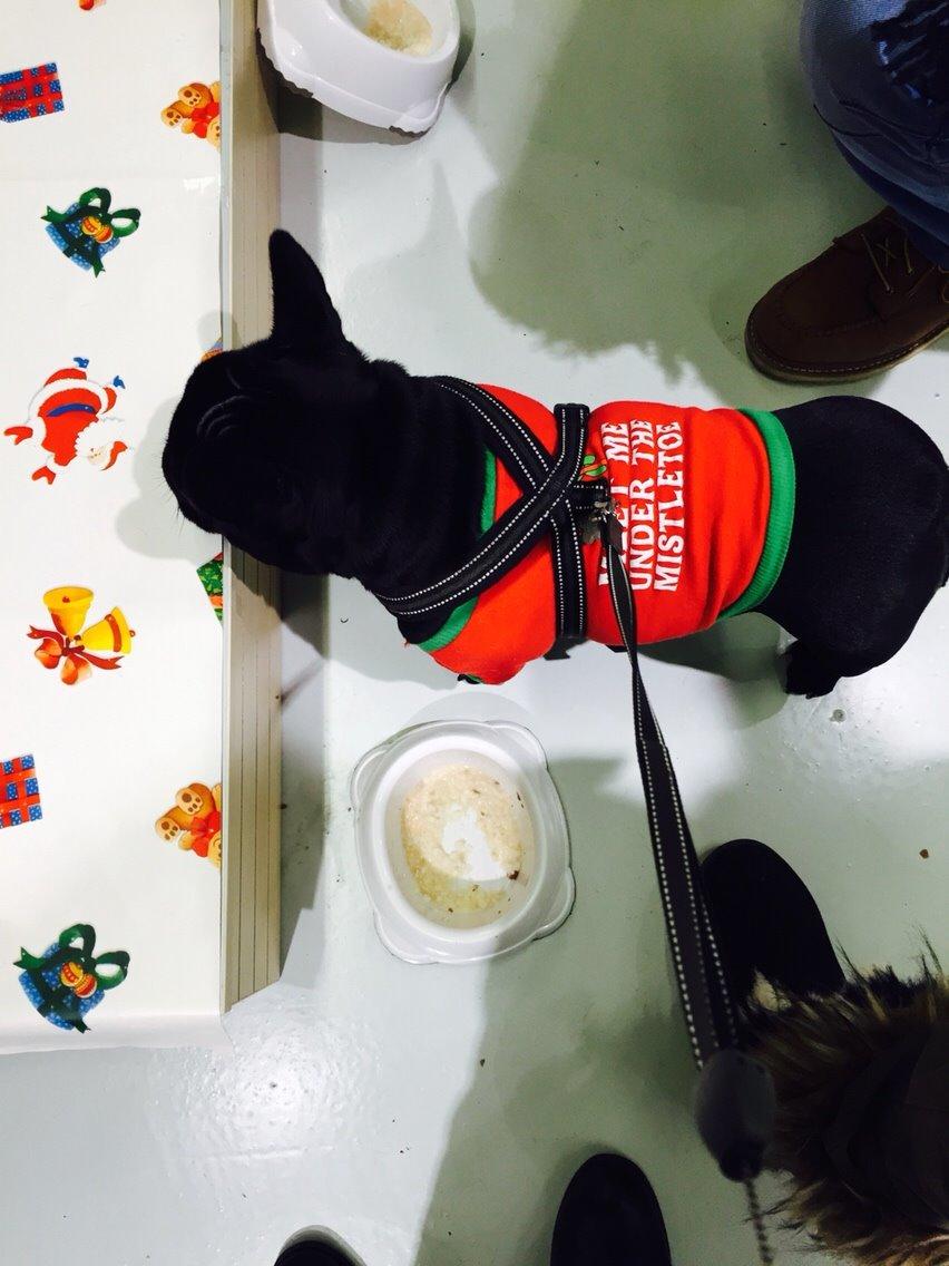 Fransk bulldog Mille billede 7