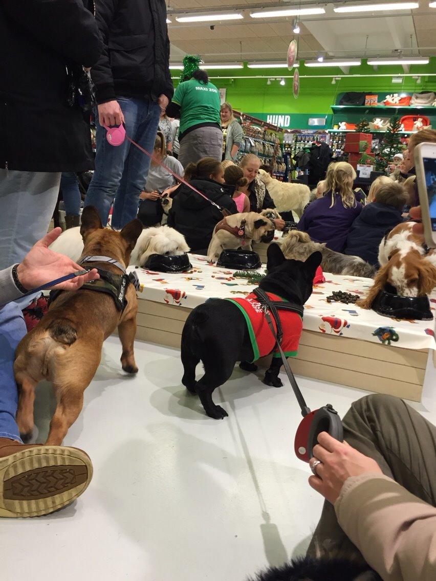 Fransk bulldog Mille billede 6