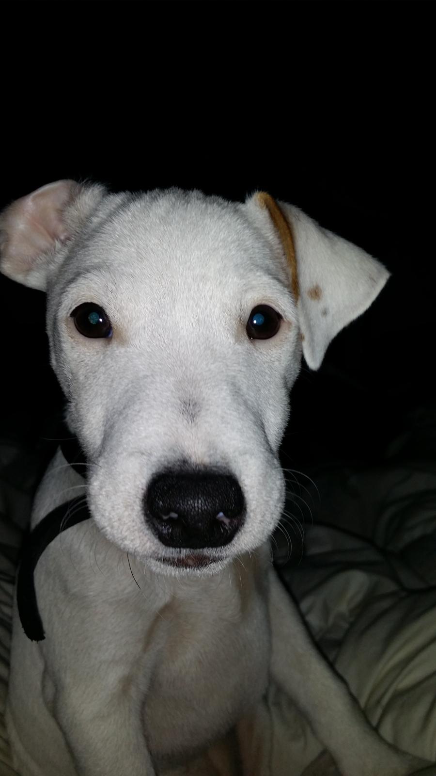 Jack russell terrier Spot of Top Noch (jackson) R.I.P billede 2