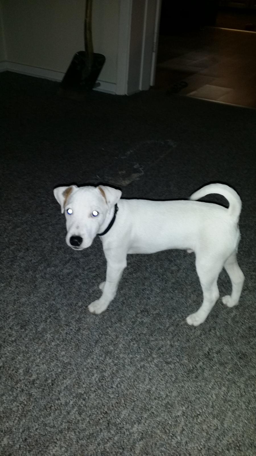 Jack russell terrier Spot of Top Noch (jackson) R.I.P billede 3
