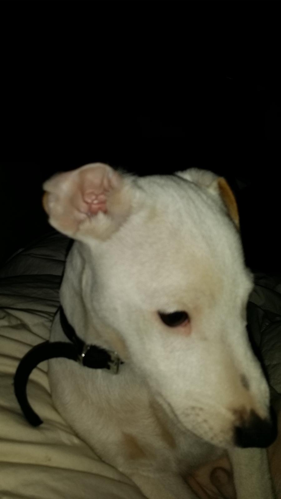 Jack russell terrier Spot of Top Noch (jackson) R.I.P billede 5