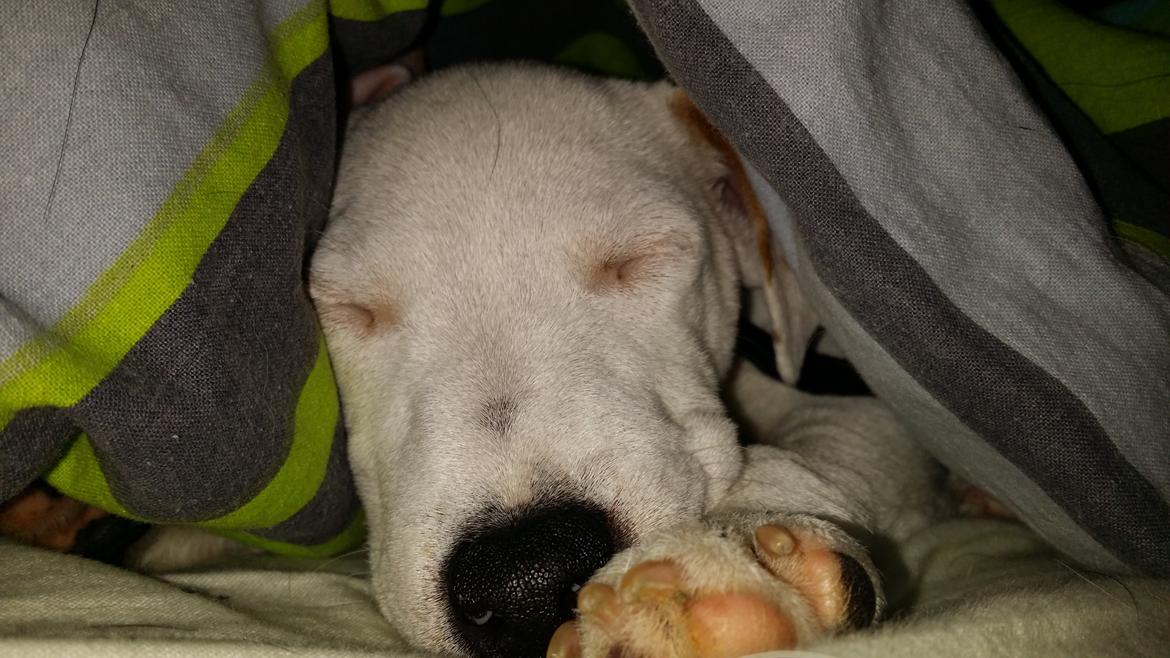 Jack russell terrier Spot of Top Noch (jackson) R.I.P billede 6