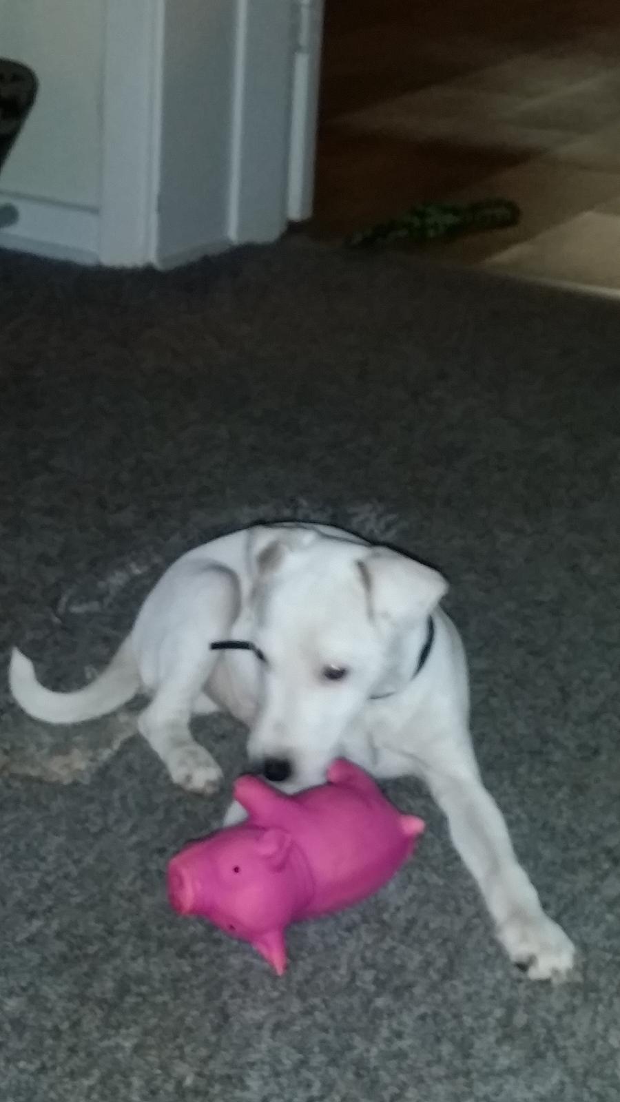 Jack russell terrier Spot of Top Noch (jackson) R.I.P billede 7