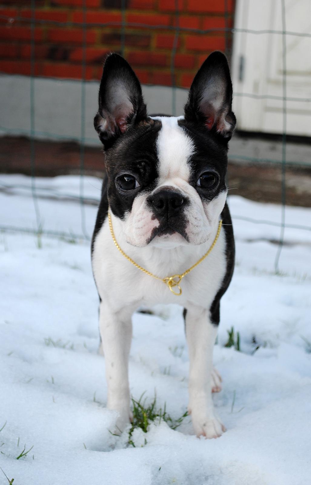 Boston terrier ZARA STYLE AND CHIC Torques billede 10