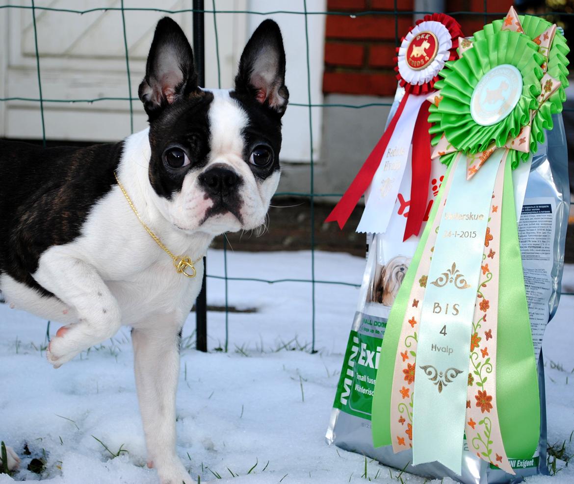 Boston terrier ZARA STYLE AND CHIC Torques billede 9