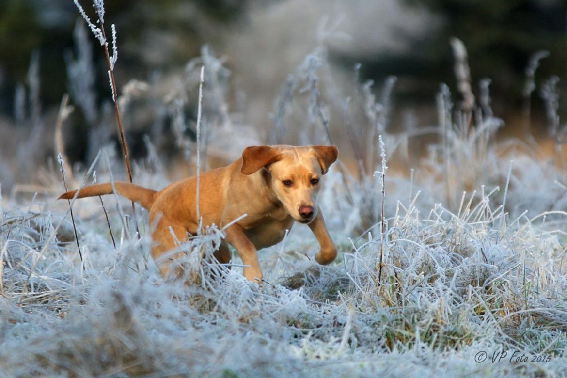 Labrador retriever Kalli - kennel midtlab Dakota billede 1