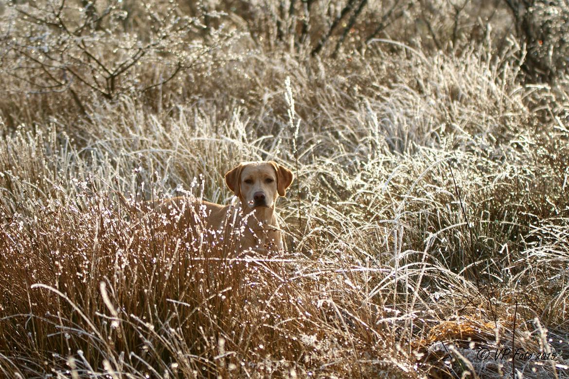 Labrador retriever Kalli - kennel midtlab Dakota billede 44