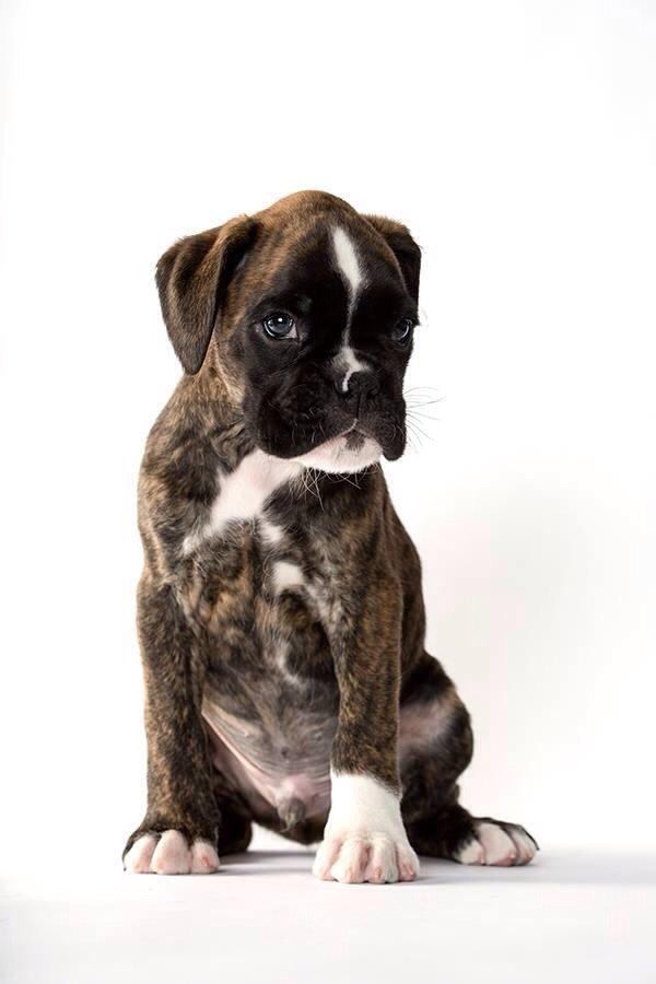 Boxer Passion Hills Dark Knight *Taiga* billede 22