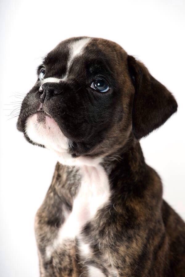 Boxer Passion Hills Dark Knight *Taiga* billede 23