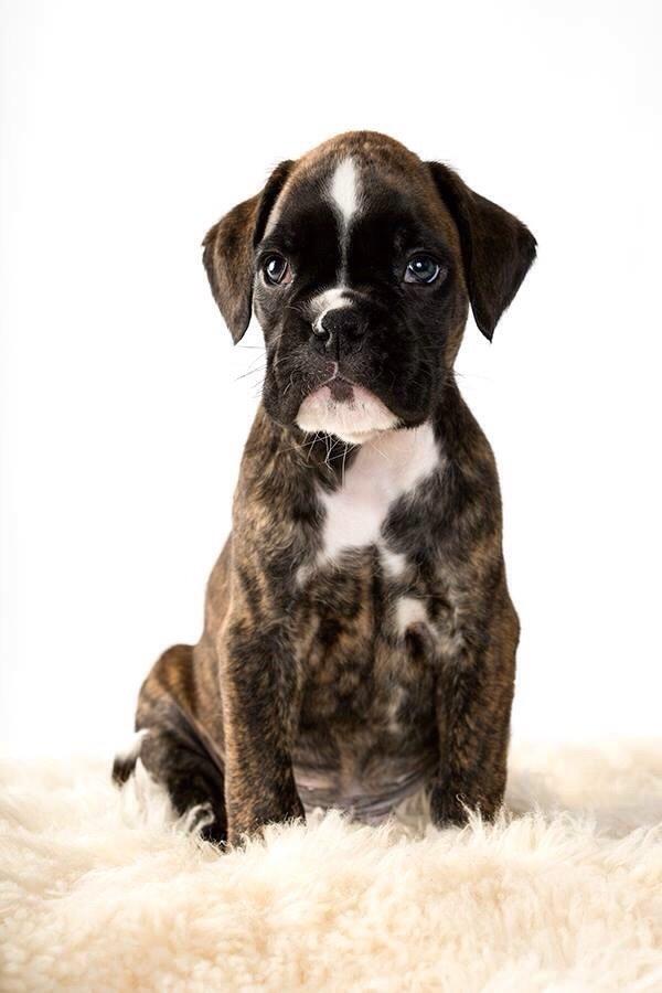 Boxer Passion Hills Dark Knight *Taiga* billede 24