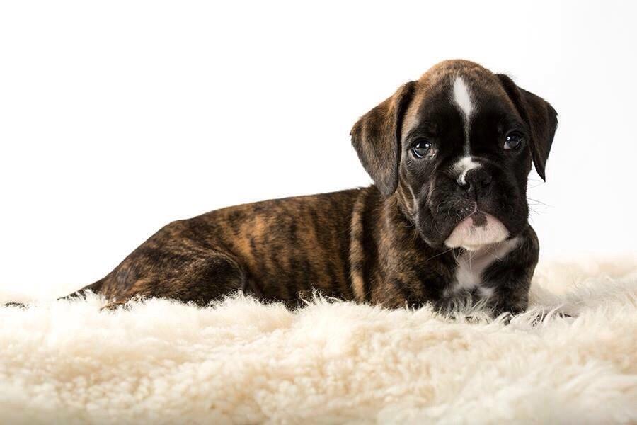 Boxer Passion Hills Dark Knight *Taiga* billede 25