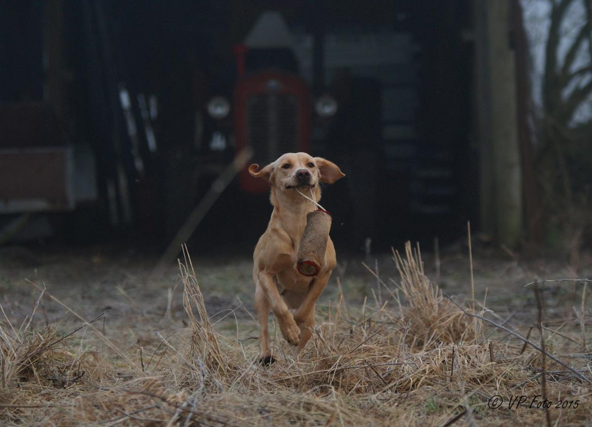 Labrador retriever Kalli - kennel midtlab Dakota billede 6