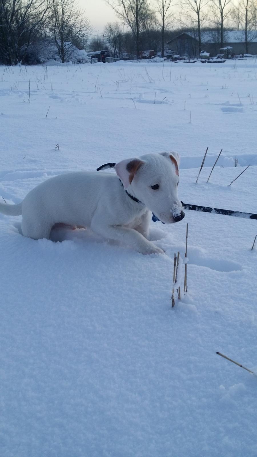 Jack russell terrier Spot of Top Noch (jackson) R.I.P billede 8