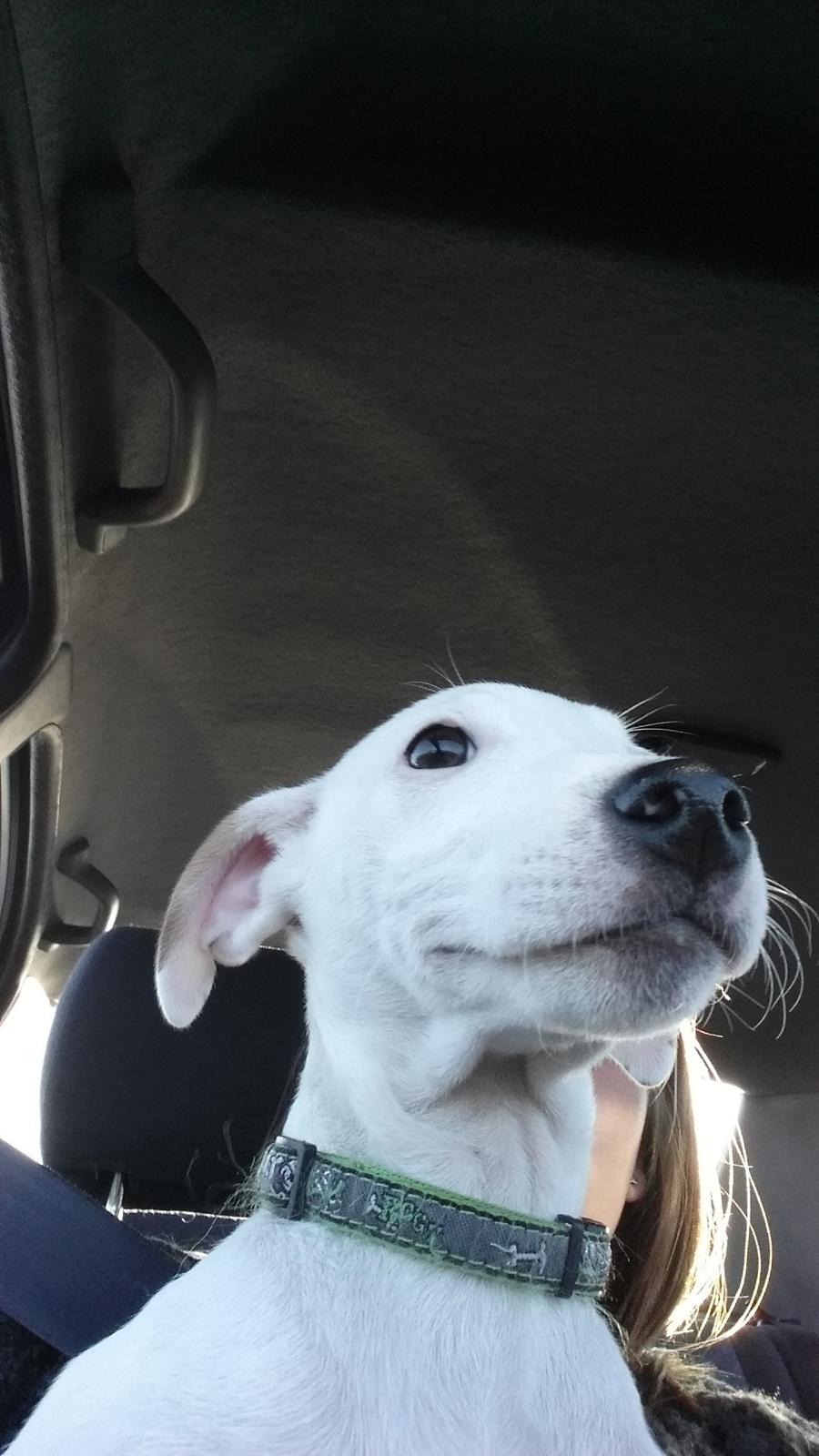 Jack russell terrier Spot of Top Noch (jackson) R.I.P billede 9