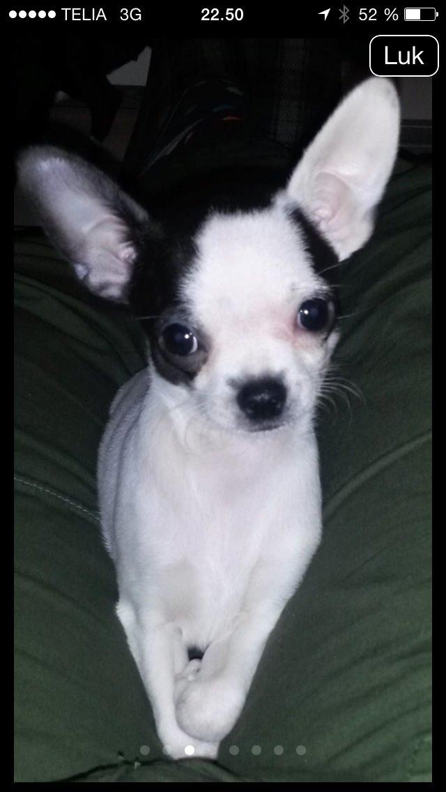 Chihuahua Freddie billede 1