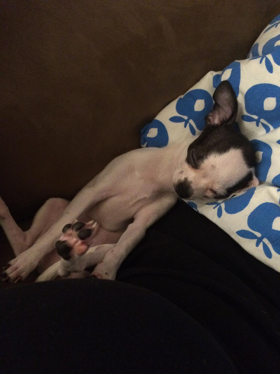 Chihuahua Freddie billede 2