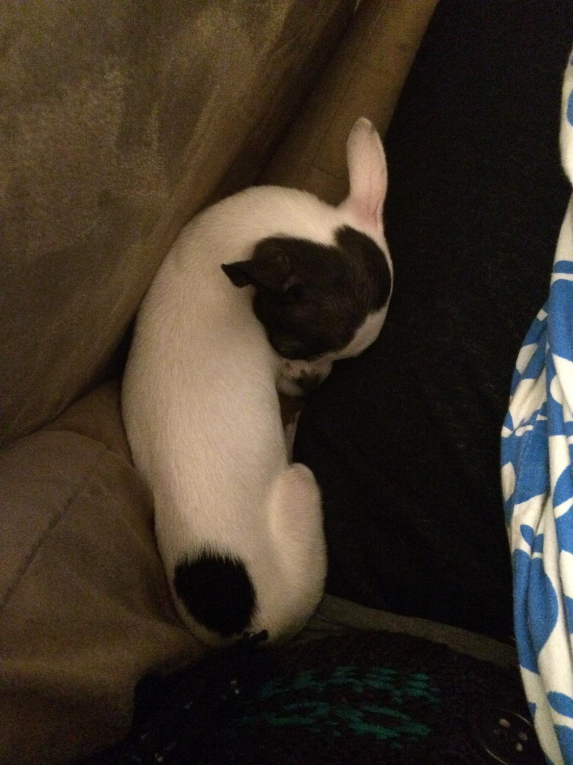 Chihuahua Freddie billede 3