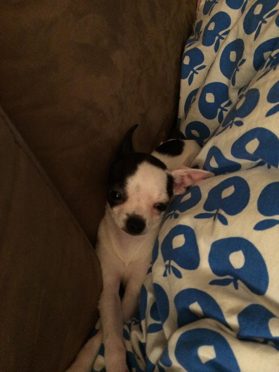 Chihuahua Freddie billede 4