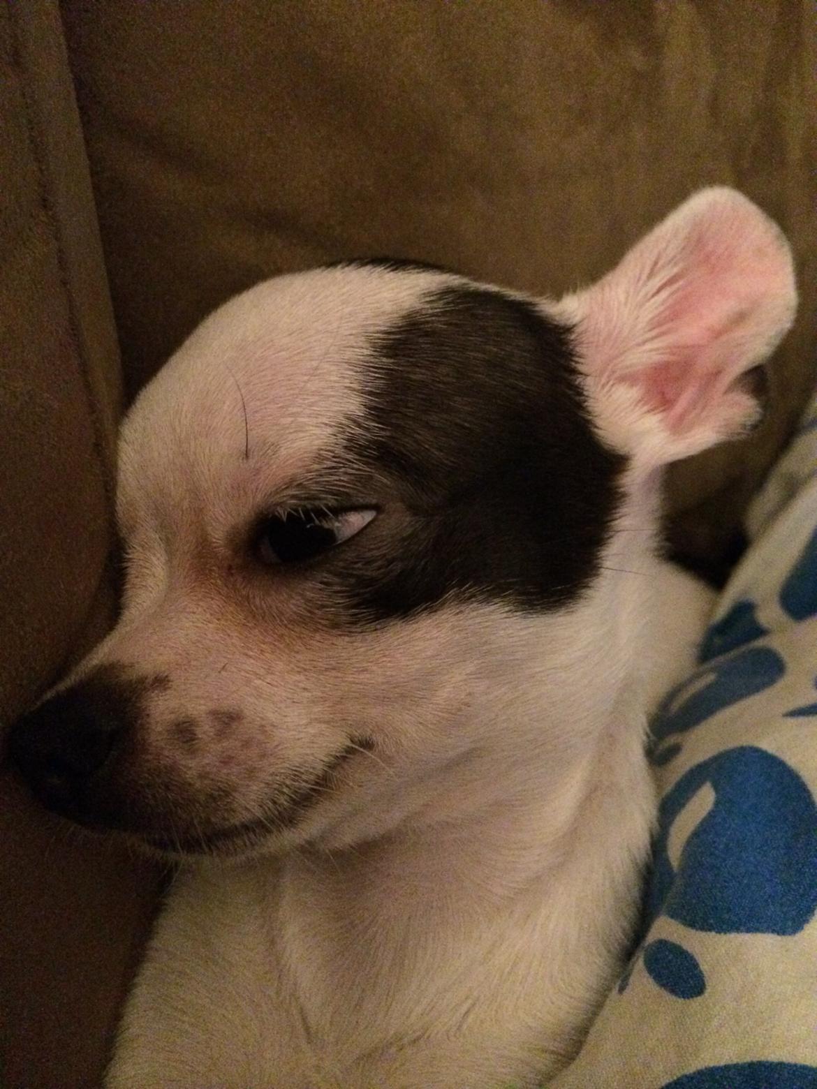 Chihuahua Freddie billede 5