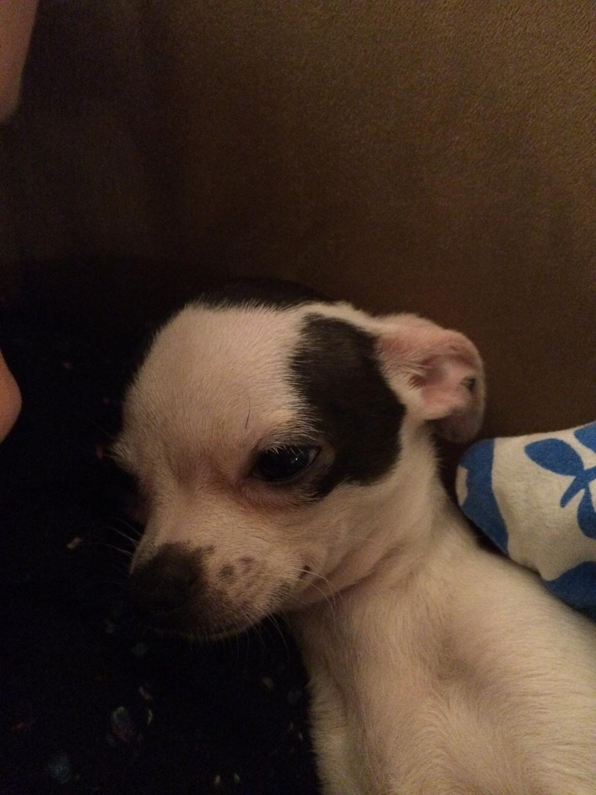 Chihuahua Freddie billede 6