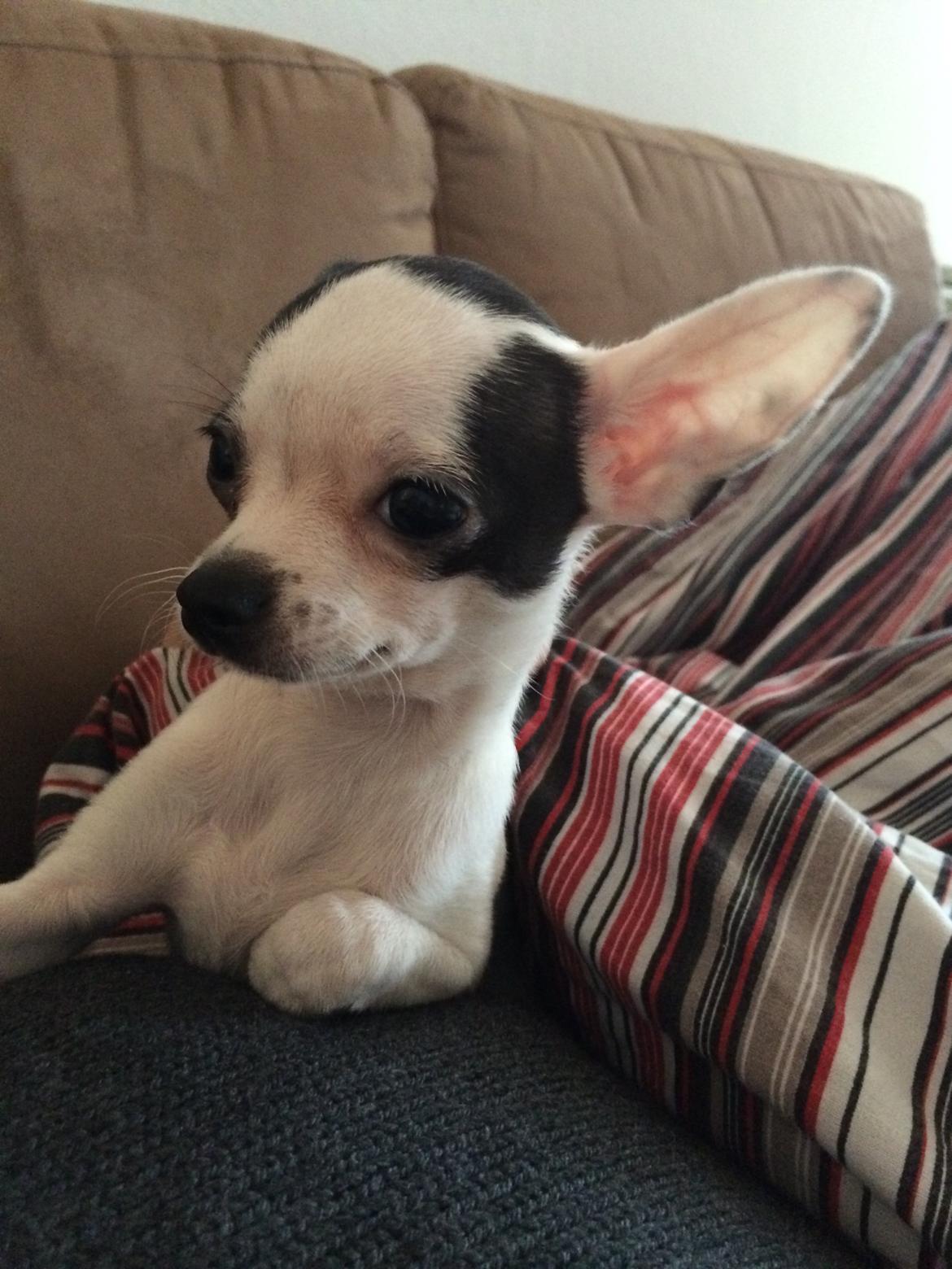 Chihuahua Freddie billede 7