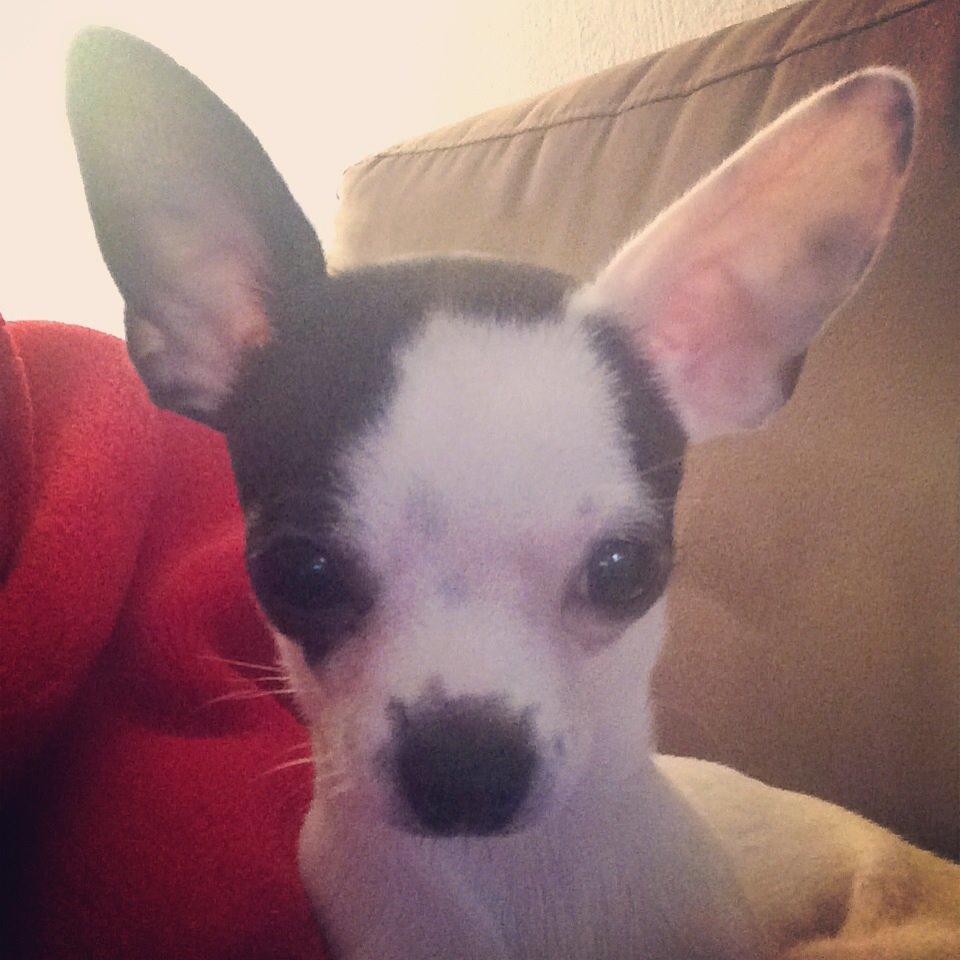 Chihuahua Freddie billede 8