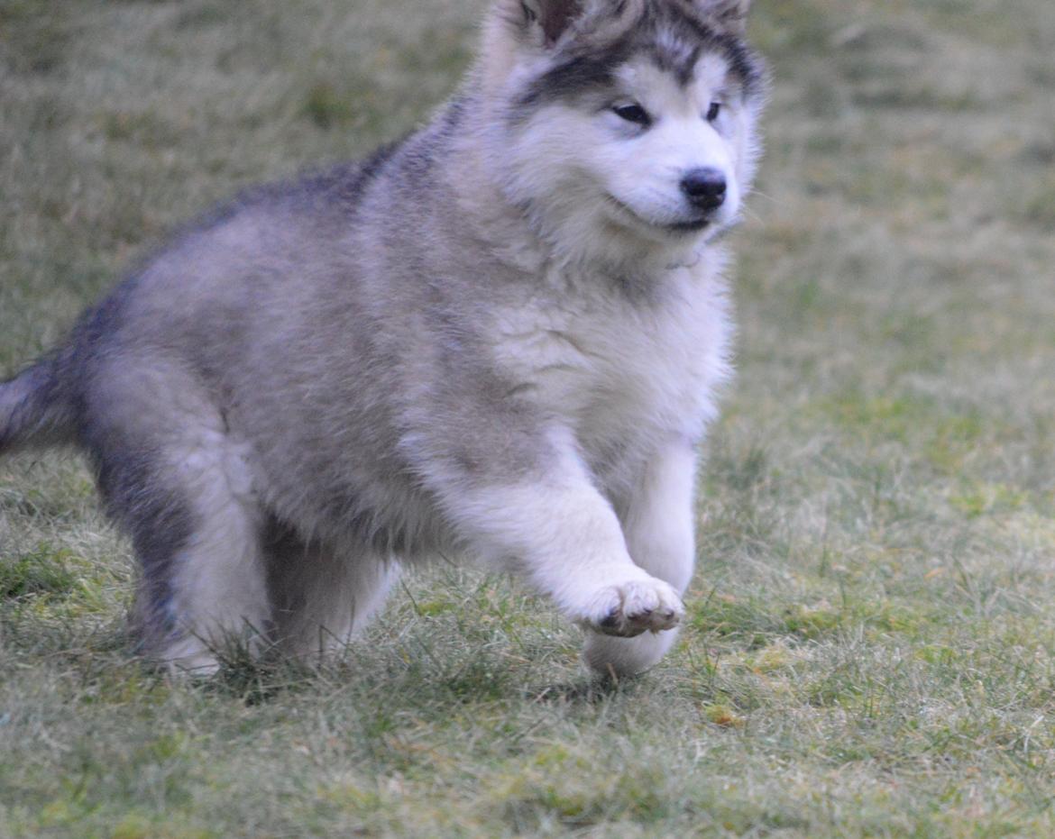 Alaskan malamute Suri billede 1