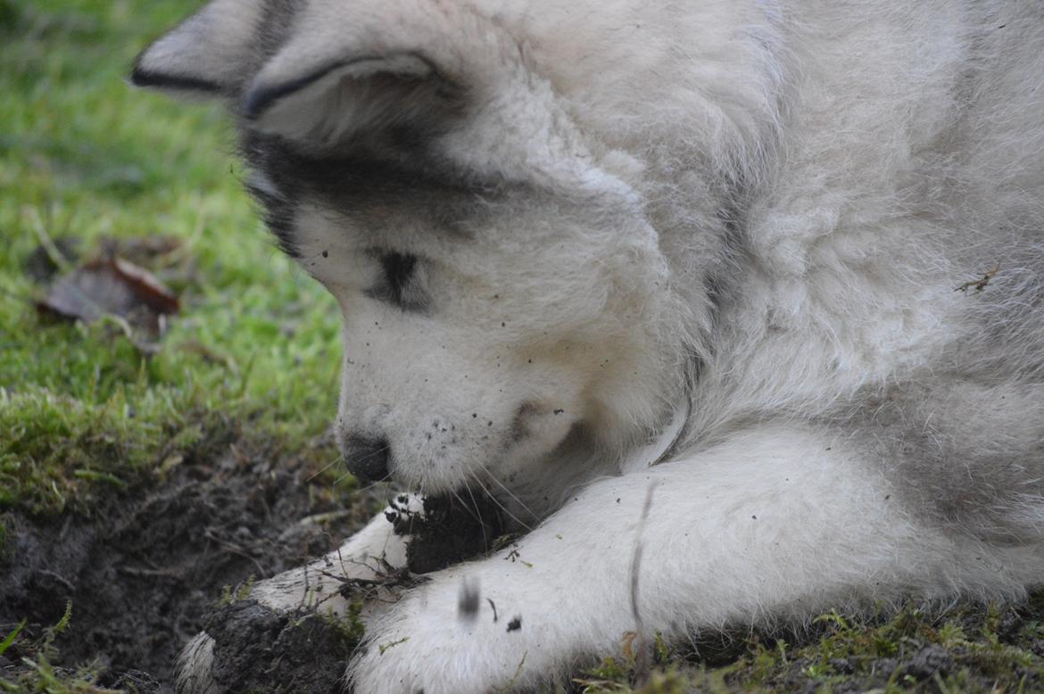 Alaskan malamute Suri billede 2