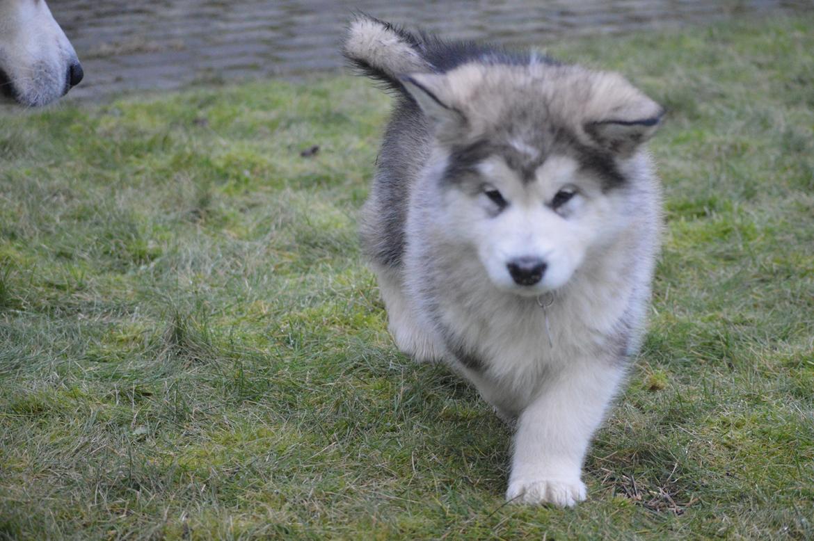 Alaskan malamute Suri billede 3