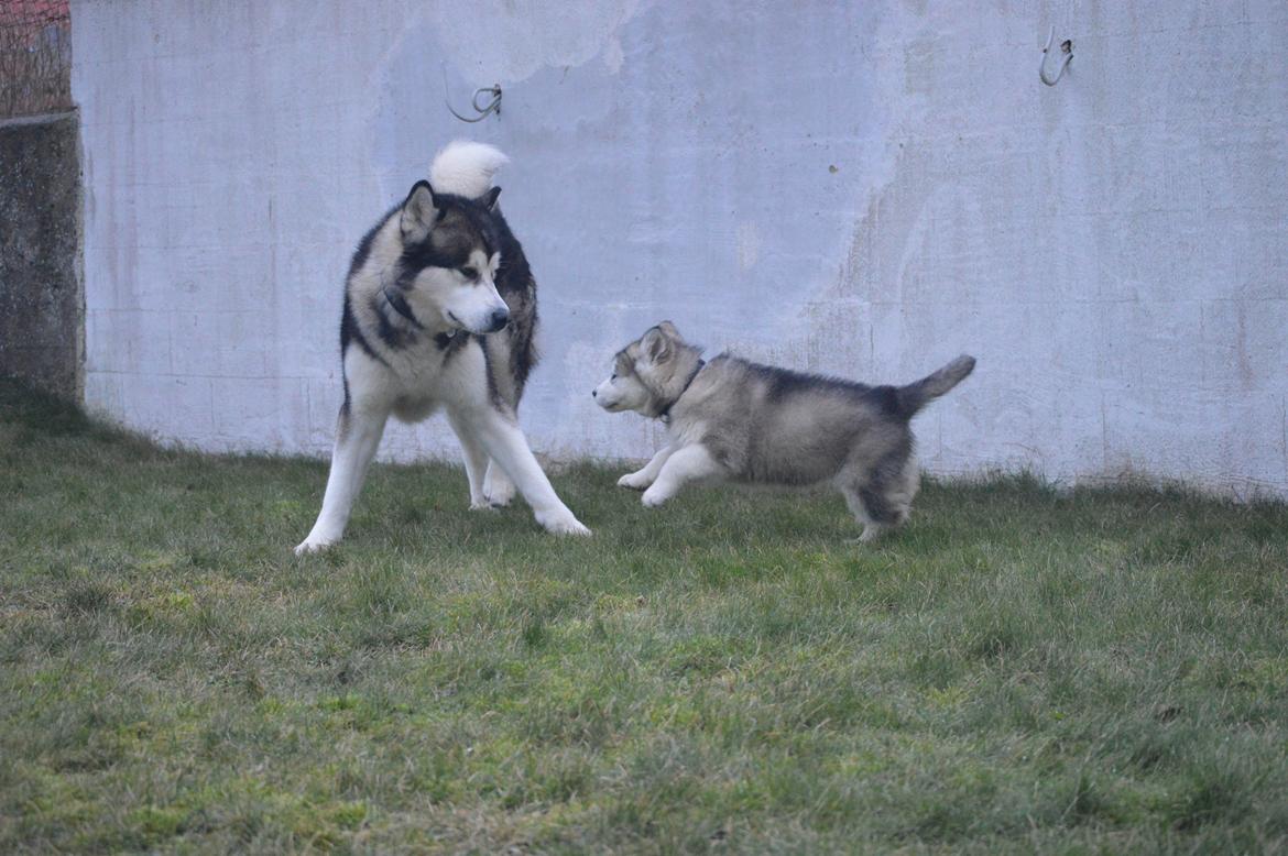 Alaskan malamute Suri billede 4