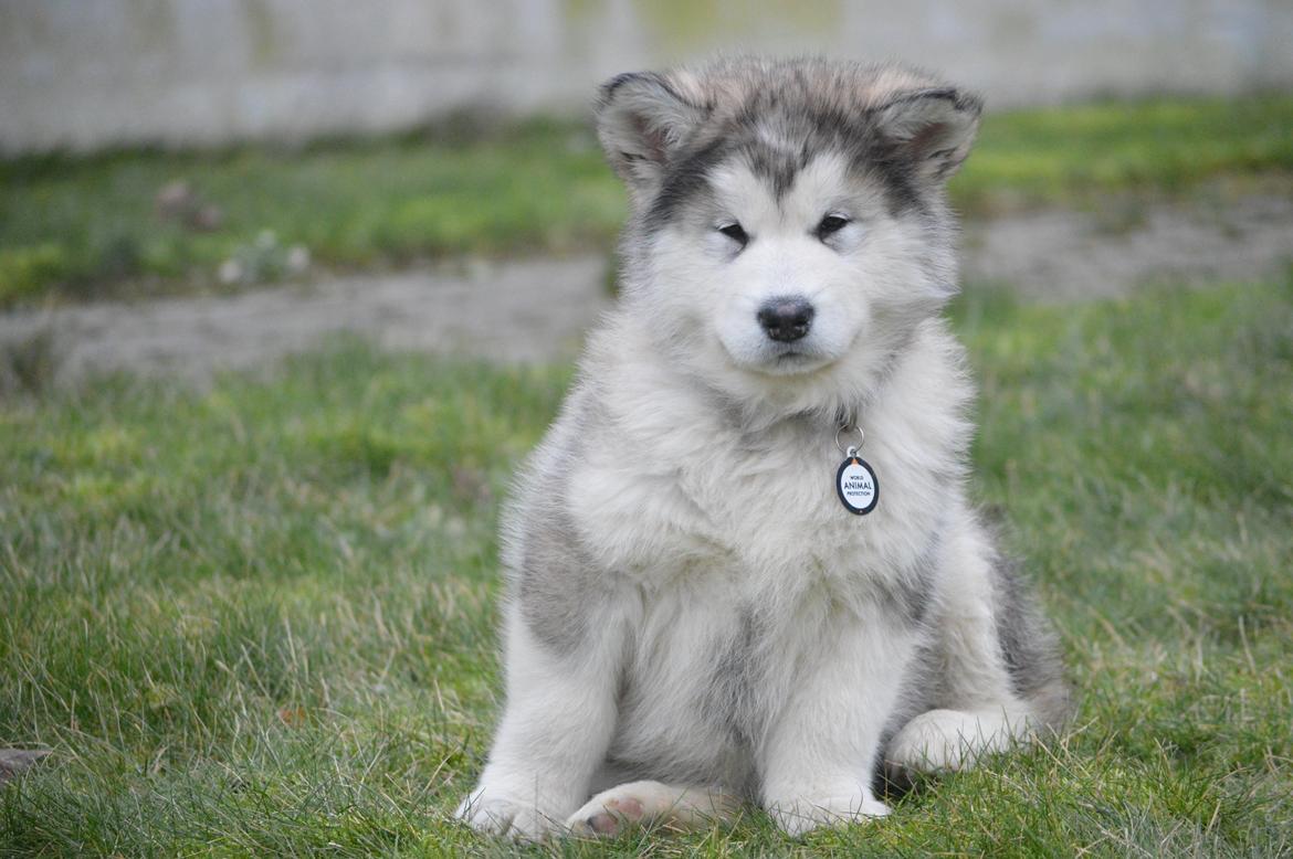 Alaskan malamute Suri billede 5