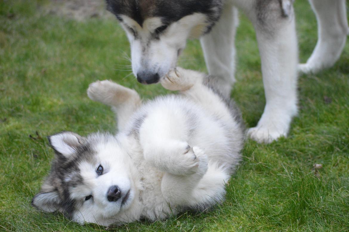 Alaskan malamute Suri billede 6