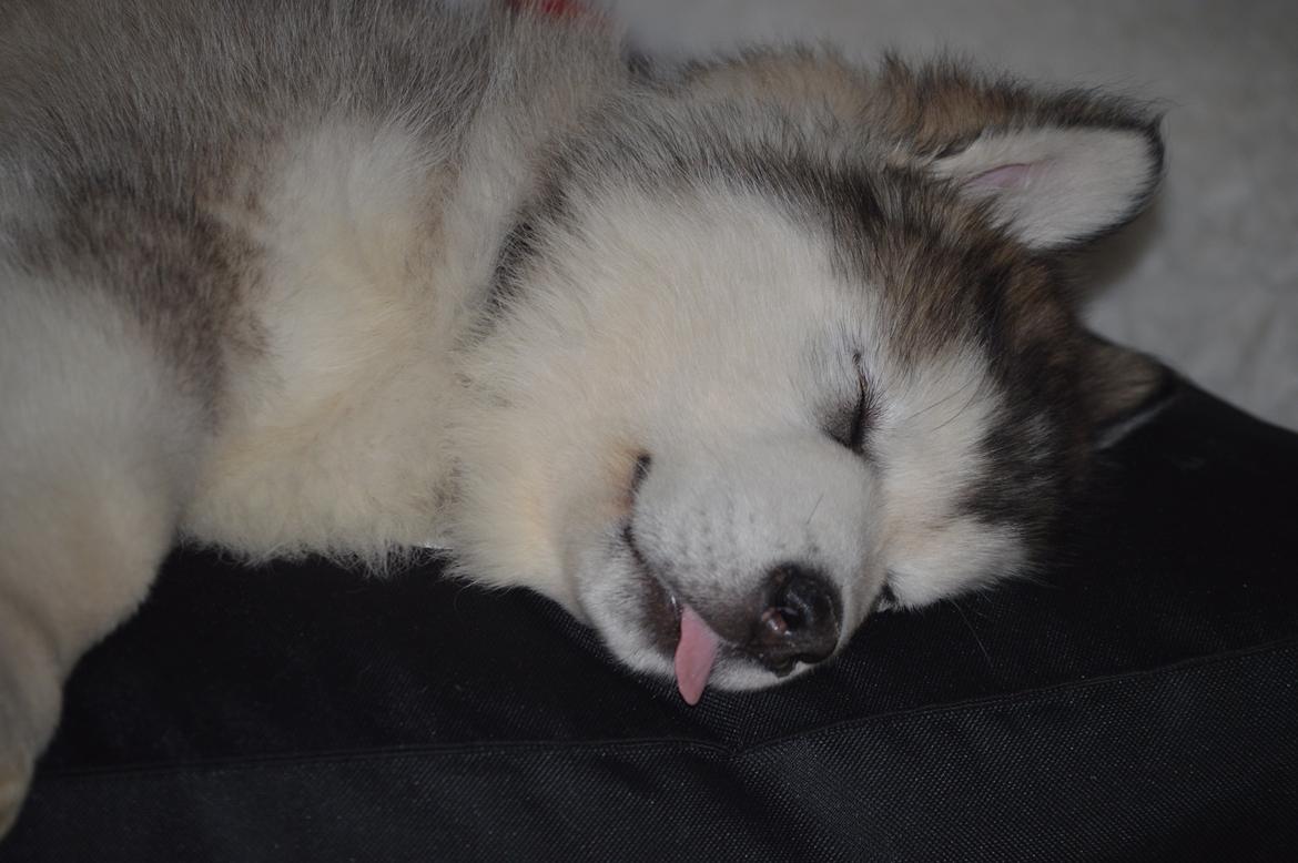 Alaskan malamute Suri billede 7