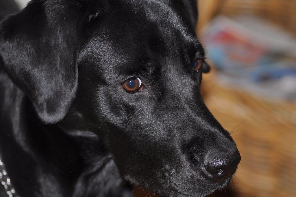 Labrador retriever Ozzy billede 11