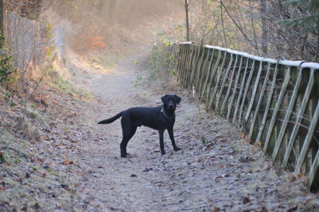 Labrador retriever Ozzy billede 15