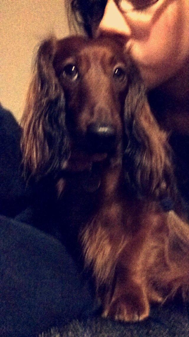 Dværggravhund Rico billede 8