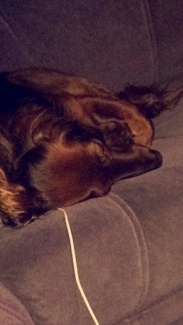 Dværggravhund Rico billede 9