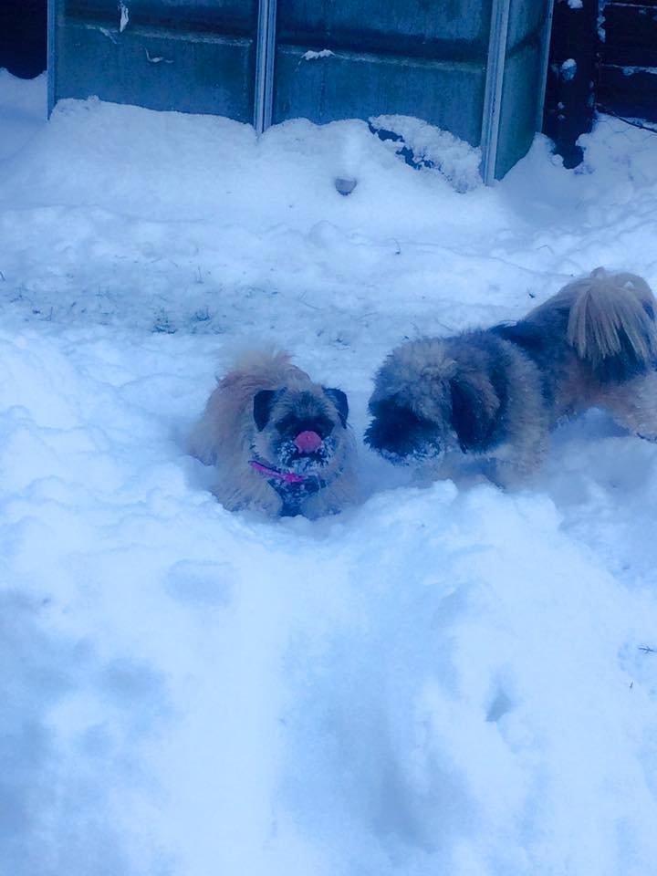 Blanding af racer Karla - Vinter januar 2015 Karla sammen med Pelle  billede 36