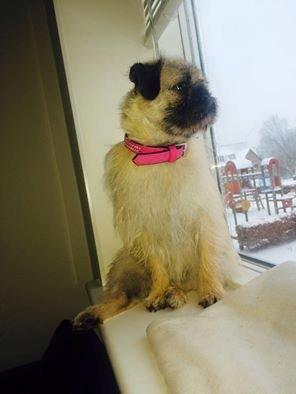 Blanding af racer Karla billede 38