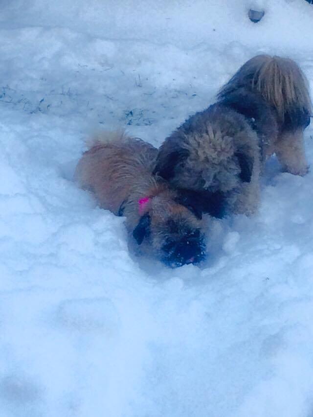 Blanding af racer Karla - Vinter januar 2015 Karla sammen med Pelle  billede 39