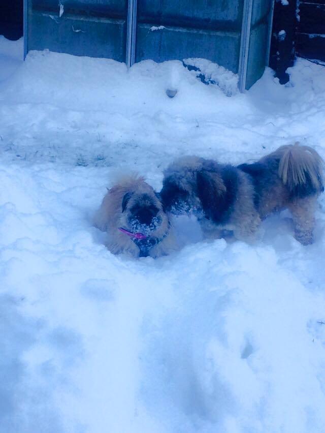 Blanding af racer Karla - Vinter januar 2015 Karla sammen med Pelle  billede 37